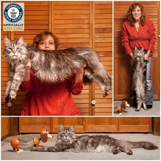 en büyük evcil kedi maine coon stewie