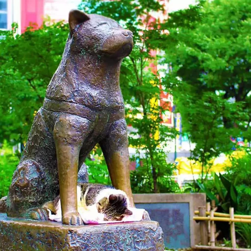 akita inu hachiko