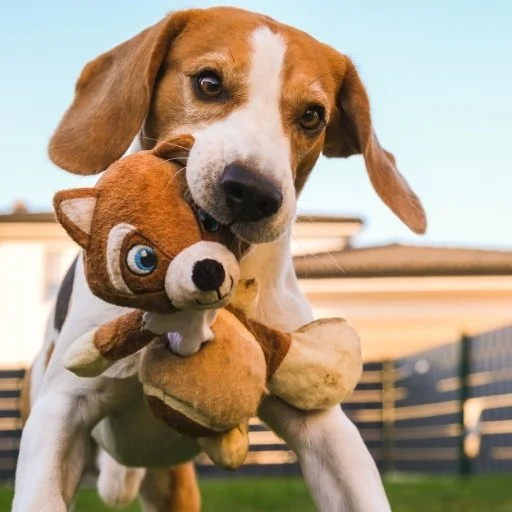 beagle bakımı