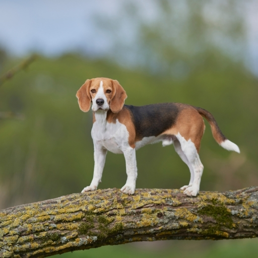 beagle özellikleri