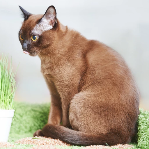 birman kedisi sıkça sorulan sorular