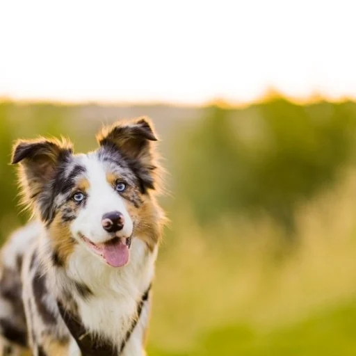 border collie kişiliği