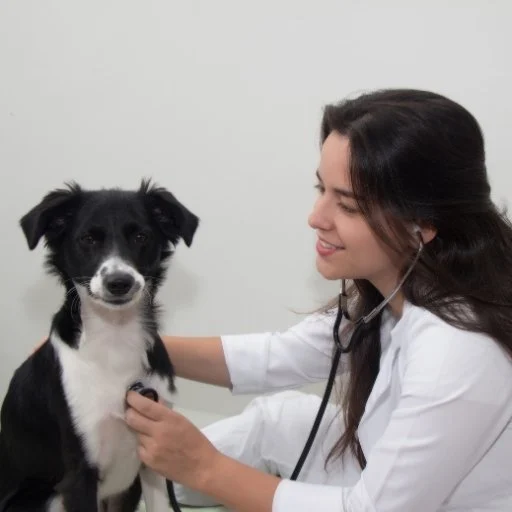 border collie yaygın sağlık sorunları