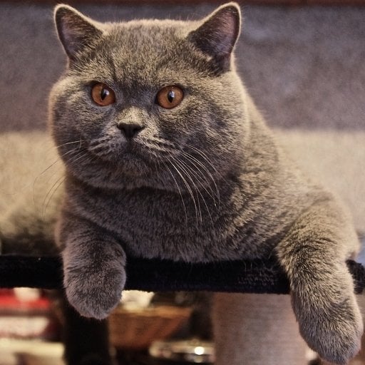 british shorthair bakımı