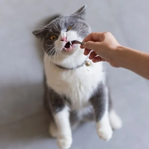 british shorthair beslenmesi