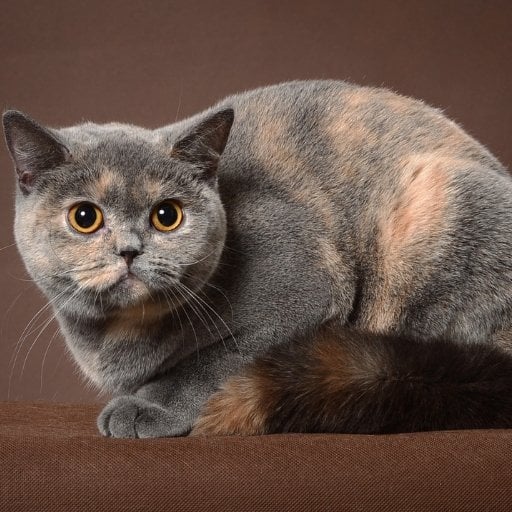 british shorthair görünümü