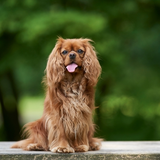 cavalier king charles spaniel bakımı