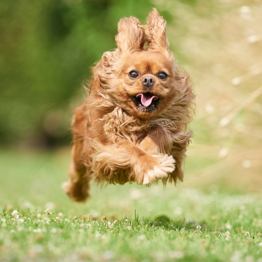 cavalier king charles spaniel eğitimi