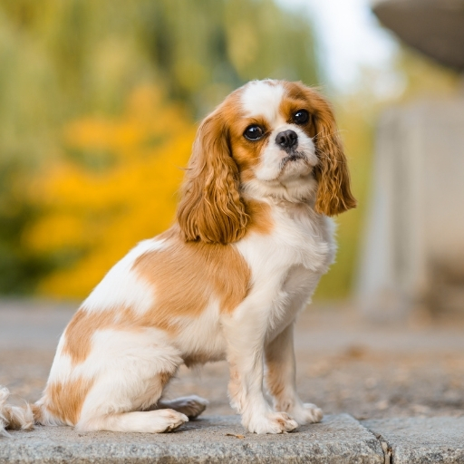 cavalier king charles spaniel özellikleri