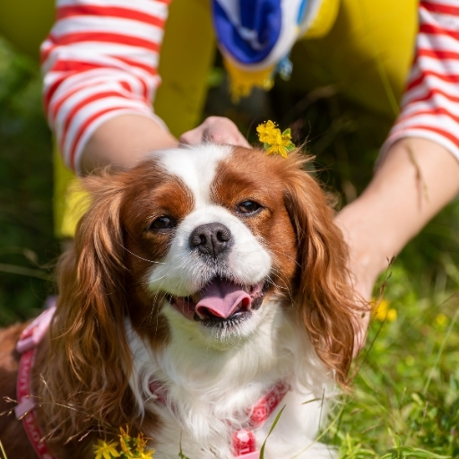 cavalier king charles spaniel yaygın sağlık sorunları