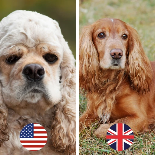 amerikan ve ingiliz cocker spaniel farkı