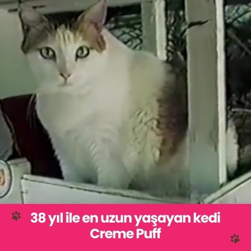 kediler kaç yıl yaşar en uzun yaşayan kedi creme puff