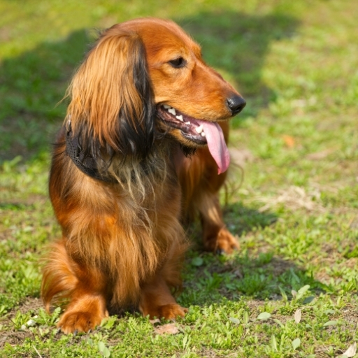 sosis köpek dakhund bakımı