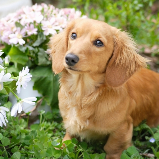 dakhund özellikleri