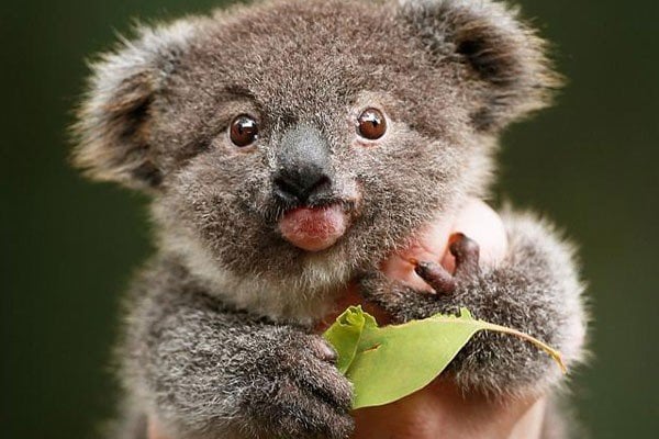 down sendromlu koala