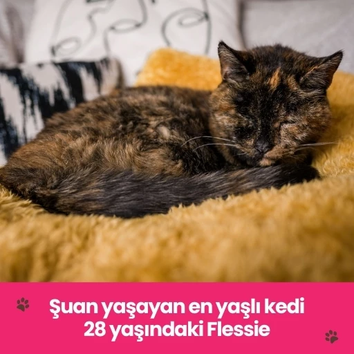 kediler kaç yıl yaşar şuan yaşayan en yaşlı kedi flessie