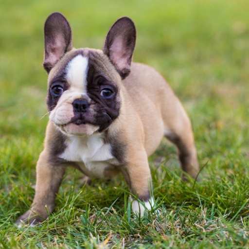 french bulldog bakımı