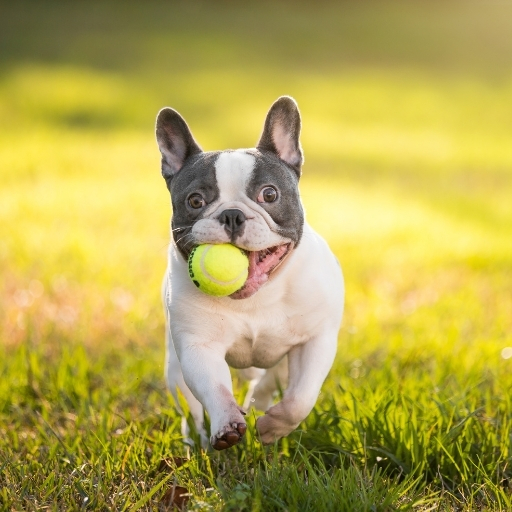 french bulldog eğitimi