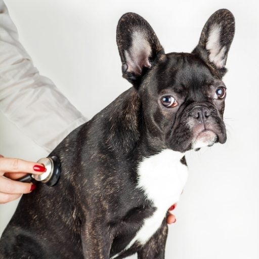 french bulldog sağlığı