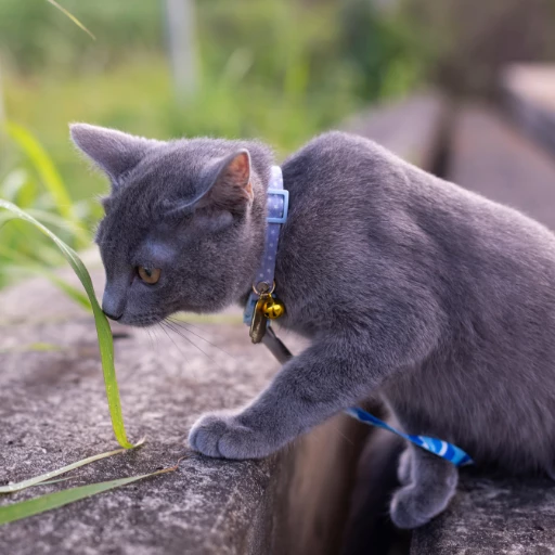 korat kedisi sıkça sorulan sorular