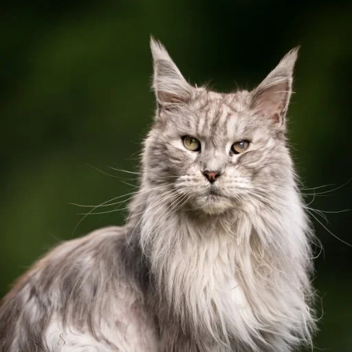 maine coon özellikleri