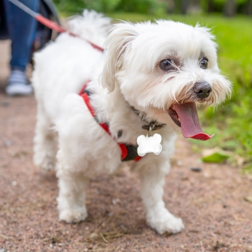 maltese terrier eğitimi