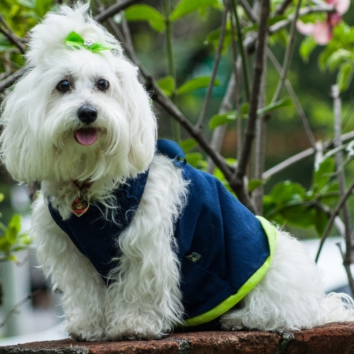 maltese terrier top knot