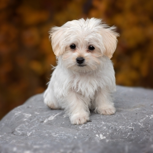 maltese terrier puppy cut