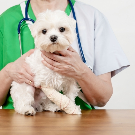 maltese terrier yatkın olduğu hastalıklar