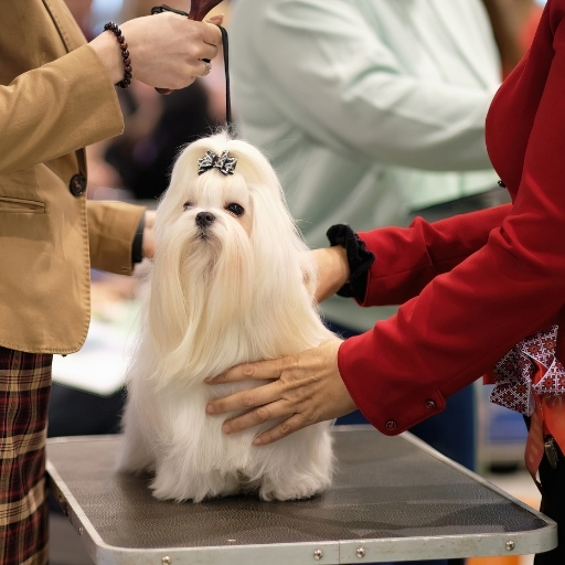 maltese terrier show cut