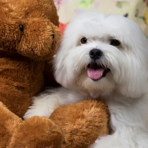 maltese terrier teddy bear cut