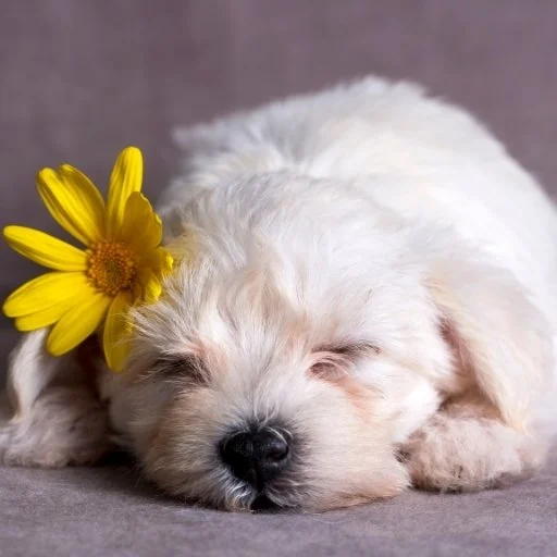 maltese terrier bakımı