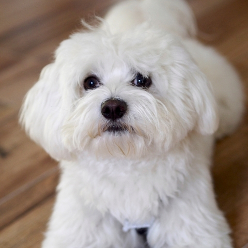 maltese terrier özellikleri