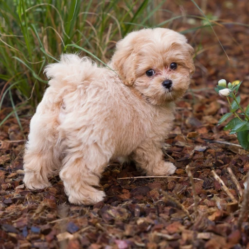 maltipoo fiziksel özellikleri