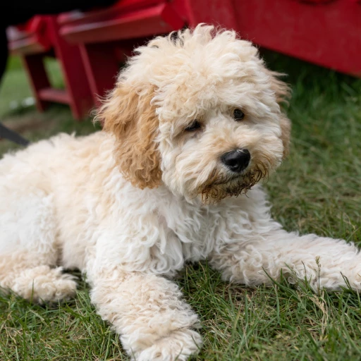 maltipoo sıkça sorulan sorular