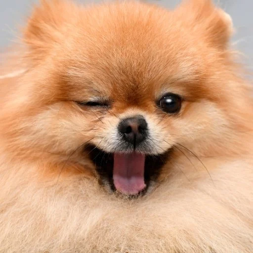 pomeranian boo kişilik özellikleri