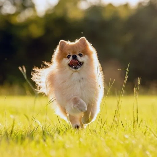 pomeranian boo yaygın sağlık sorunları