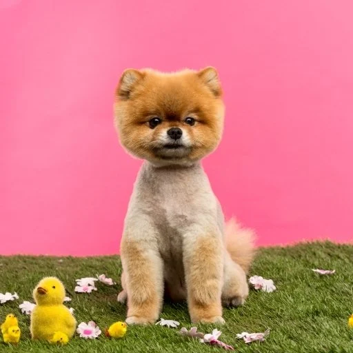 pomeranian boo özellikleri