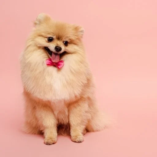 pomeranian boo eğitimi