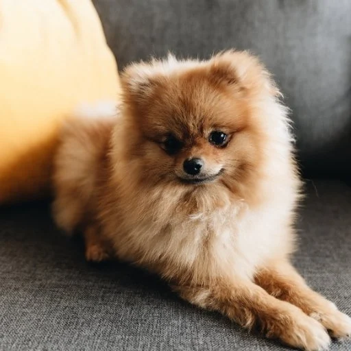 pomeranian boo çocuklar