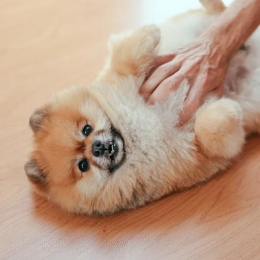 pomeranian boo bakımı