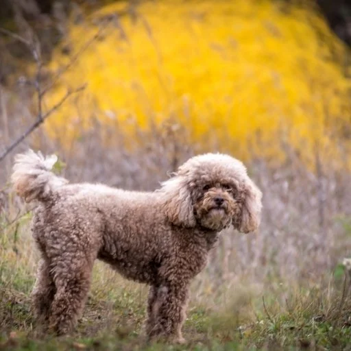 minyatür poodle