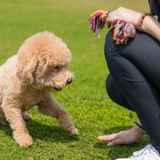 poodle eğitimi