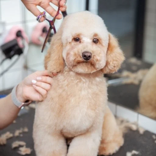 poodle tüy bakımı