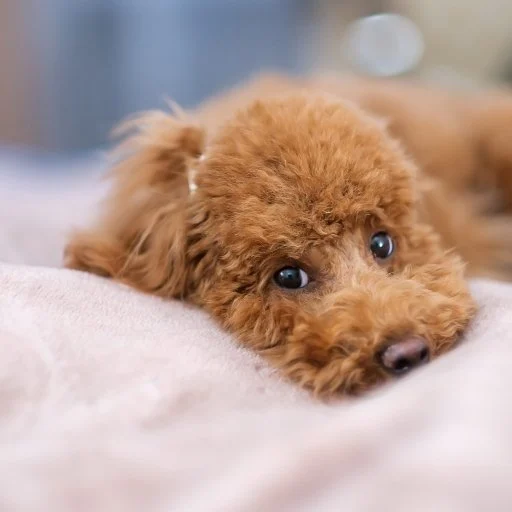 toy poodle