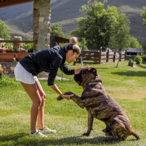 presa canario eğitimi