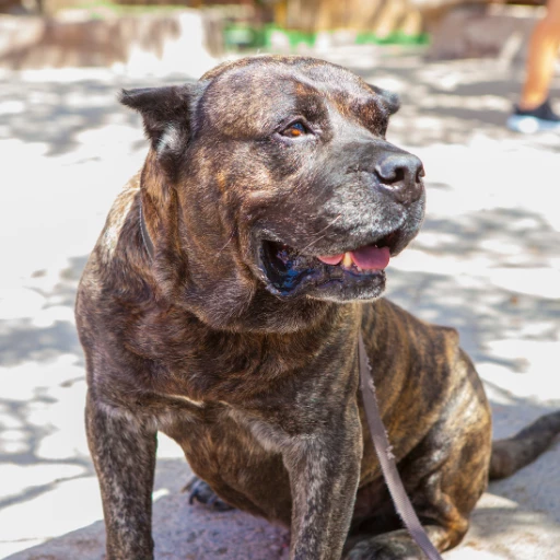 presa canario köpek ırkı tarihi