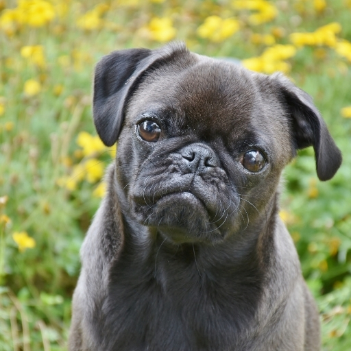 pug köpek bakımı