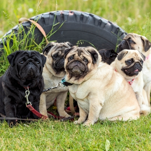 pug köpeklerin fizilsel özellikleri