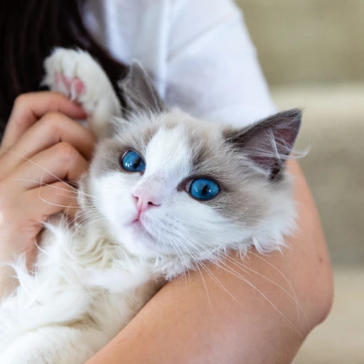 ragdoll kedisi sağlığı